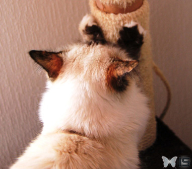 Se faire les griffes est un moyen pour les chats de marquer leur territoire visuellement et en déposant des phéromones